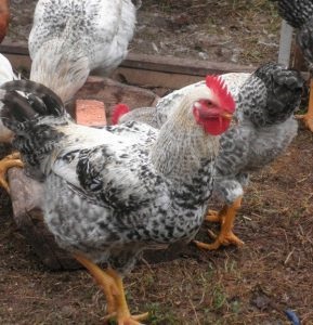 Mester szürke „csirke fajtája és annak jellemzőit, fotó, leírás