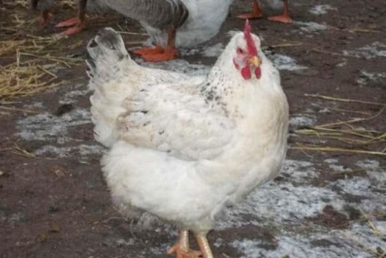 Mester szürke fajta csirkék - egy leírást a tartalmat, fotók és videók