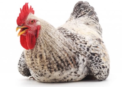 Mester szürke fajta csirkék - egy leírást a tartalmat, fotók és videók