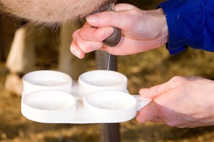 Mastitis tehenek - Megelőzés és kezelés