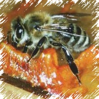 Méz propolisszal gyógyír minden alkalommal mézet hordó
