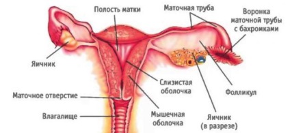 A menstruáció nem ér véget, vagy kezd korábban, amikor a fogamzásgátló tabletták