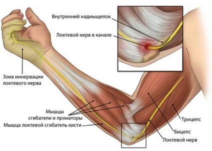 Az izmok a kéz anatómiai és megfelelő produktív képzési
