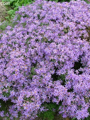 Évelő őszirózsa virág fotó, évelő őszirózsa fajták és típusok