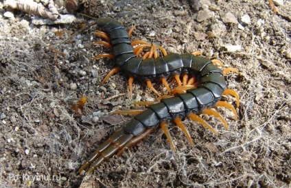 Millipedes Krímben - skolopendry, százlábú, Légykapófélék (Krím) Millipedes Krím - skolopendry, százlábú, Légykapófélék
