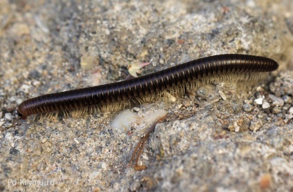 Millipedes Krímben - skolopendry, százlábú, Légykapófélék (százlábúak) Millipedes Krím - skolopendry, százlábú, Légykapófélék