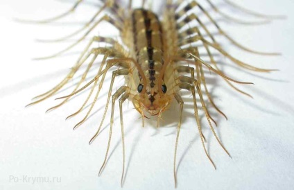 Millipedes Krímben - skolopendry, százlábú, Légykapófélék (százlábúak Krím) Millipedes Krím - skolopendry, százlábú, Légykapófélék