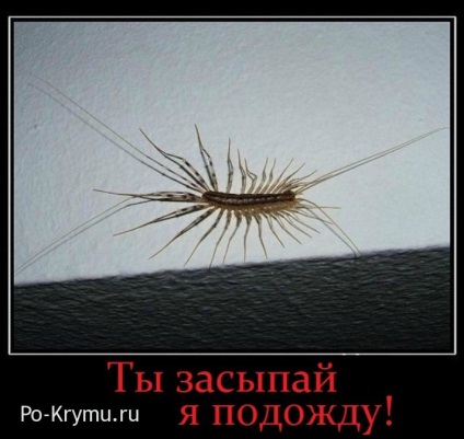 Millipedes Krímben - skolopendry, százlábú, Légykapófélék (skolopendry) Millipedes Krím - skolopendry, százlábú, Légykapófélék