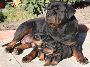 DANE kennel Rottweiler - Axl (vesz egy kiskutyát) DANE kennel Rottweiler - Axl