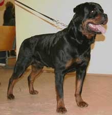 DANE kennel Rottweiler - Axl