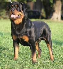 DANE kennel Rottweiler - Axl