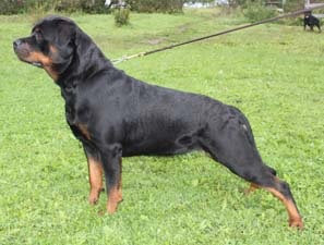 DANE kennel Rottweiler - Axl