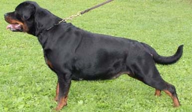 DANE kennel Rottweiler - Axl