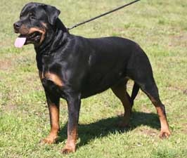 DANE kennel Rottweiler - Axl