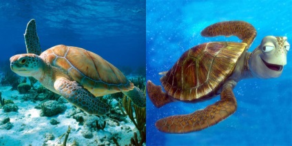 Tengeri élet rajzfilm - Finding Dory (rajzfilm) Tengeri élet rajzfilm - dori kereső