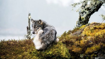 Tengeri farkasok szürke ragadozók könnyen úszni, 12 km (Wolves) Tengeri farkasok szürke ragadozók könnyen úszni 12 km