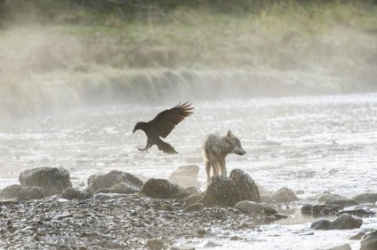 Tengeri farkasok szürke ragadozók könnyen úszni 12 km (Wolves) Tengeri farkasok szürke ragadozók könnyen úszni 12 km