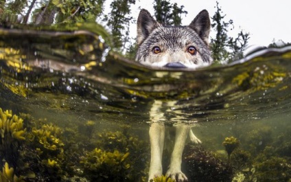 Tengeri farkasok szürke ragadozók könnyen úszni 12 km (Wolves) Tengeri farkasok szürke ragadozók könnyen úszni 12 km