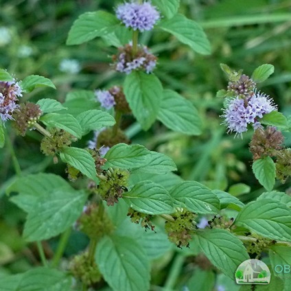 Mint - növekvő magról otthon