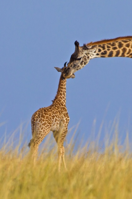 Nem csak a 20 nyak tényeket zsiráfok
