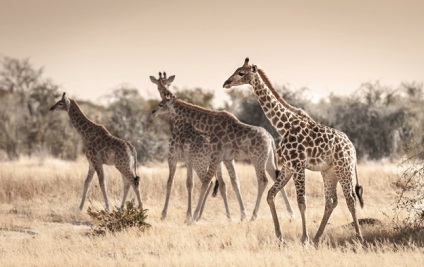 Nem csak a 20 nyak tényeket zsiráfok