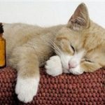 Újszülött cicák gondozás és etetés, fotó, ár, sziámi, Szfinx, Scottish fold (sárgája tk) Újszülött cicák gondozás és etetés, fotó, ár, sziámi, Szfinx, Scottish fold,