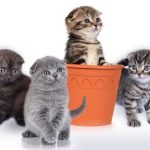 Újszülött cicák gondozás és etetés, fotó, ár, sziámi, Szfinx, Scottish fold (cica tápszert) Újszülött cicák gondozás és etetés, fotó, ár, sziámi, Szfinx, Scottish fold,