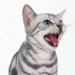 Újszülött cicák gondozás és etetés, fotó, ár, sziámi, Szfinx, Scottish fold (etetés újszülött kölykök) Újszülött cicák gondozás és etetés, fotó, ár, sziámi, Szfinx, Scottish fold,