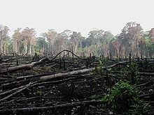 Erdőirtás - egy