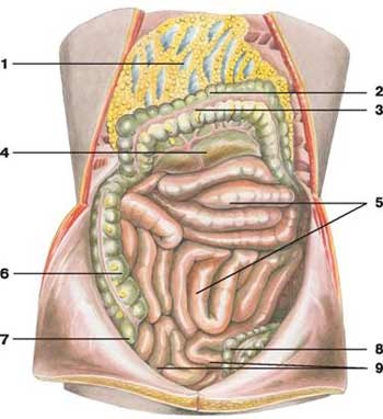 Colon - emberi anatómia - Encyclopedia & amp; szótárak