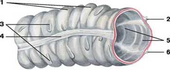 Colon - emberi anatómia - Encyclopedia & amp; szótárak