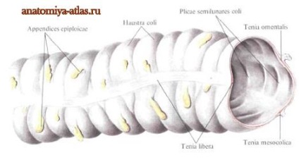 Colon - emberi anatómia - Encyclopedia & amp; szótárak