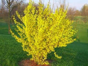 Metszés Forsythia, mint a nyári termés megfelelően