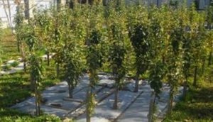 Metszés oszlopos almafa - hasznos és kellemes ellátás a kedvenc növények