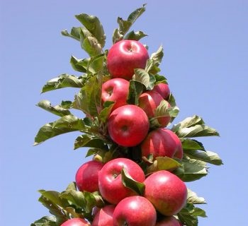 Metszés almafák oszlopos rendszer lépésről lépésre, növénytípus