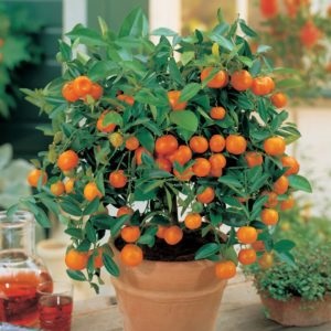 Metszés, reprodukció mandarin fa, a formáció a korona