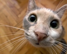 Áttekintés a csincsilla perzsa macska fajta jellemzői szín és karakter