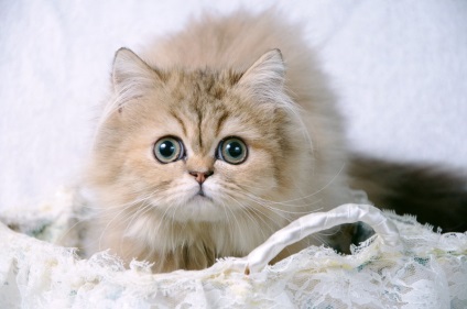 Áttekintés a csincsilla perzsa macska fajta jellemzői szín és karakter