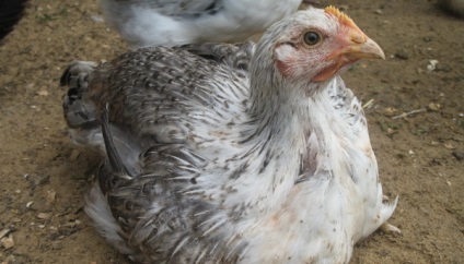 Áttekintés csirkék mester szürke fajta leírását, jellemzőit és produktív képek (Master) Áttekintés fajta csirkék Mester Szürke leírás, a termelékenység és fotók