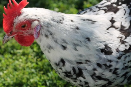 Áttekintés csirkék mester szürke fajta leírását, jellemzőit és produktív fotó (szürke) Áttekintés fajta csirkék Mester Szürke leírás, a termelékenység és fotók