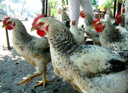 Áttekintés csirkék mester szürke fajta leírását, jellemzőit és produktív fotó (szürke) Áttekintés fajta csirkék Mester Szürke leírás, a termelékenység és fotók