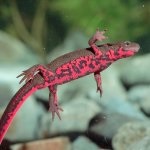 Szalamandra (50 fotó) milyen az állat úgy néz ki, vörös gyík, hal, minden faj,
