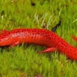Szalamandra (50 fotó) milyen az állat úgy néz ki, vörös gyík, hal, minden faj,