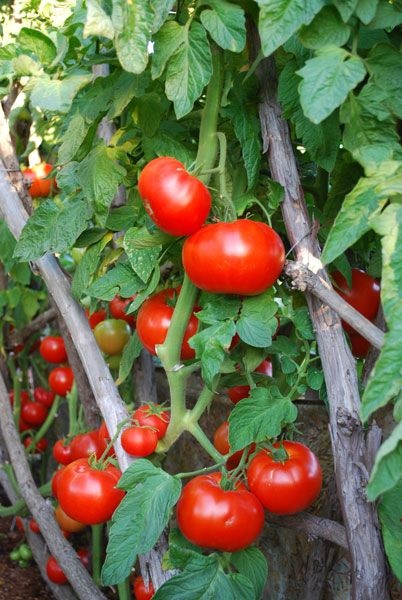 Beporzás paradicsom és uborka - értékét a beporzás a virágos növények, ország tervezési ötletek és tippek (paradicsom) Beporzás paradicsom és uborka - értékét a beporzás a virágos növények, ország tervezési ötletek és tippek