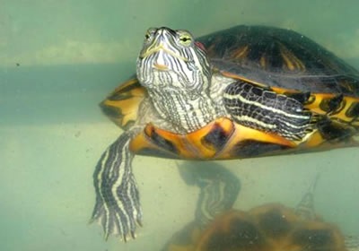 Jellemzői viselkedés krasnouhih teknősök, a vörös fülű csúszkák (teknősök) Jellemzői viselkedés krasnouhih teknősök, a vörös fülű csúszkák