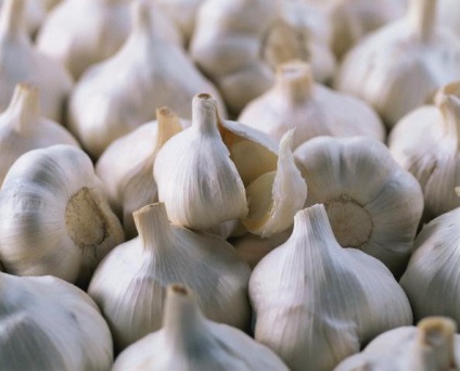 Jellemzők betakarító fokhagyma betakarítás (takarítás) Jellemzők betakarítás fokhagyma aratás