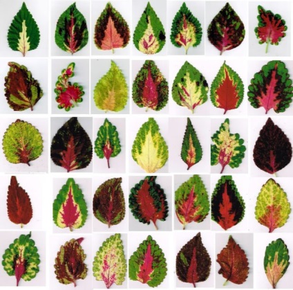 Jellemzői növekvő Coleus kert (Coleus) Jellemzők Coleus nő a kertben