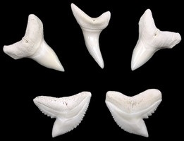 Vélemények - Amulet cápa foga