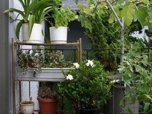Zöldebb erkély tippeket a profik (tipp) Zöldebb erkély tippeket a profik