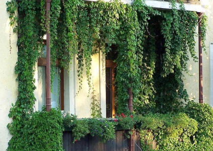 Zöldítése az erkélyen - lehetőségek, választható növények, fotók